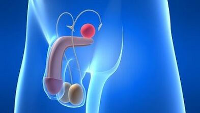 What is the lubrication of a man during excitement