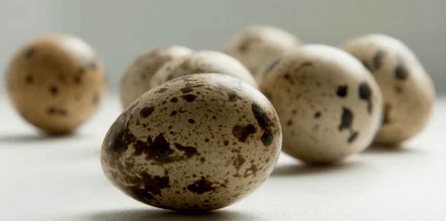 The efficacy of quail eggs