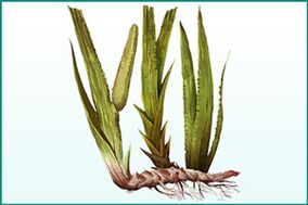 Calamus is generally strong and effective